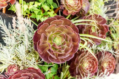 Yeşil Aeonium bitki ve çiçek olarak dikey dekoratif bahçe duvar