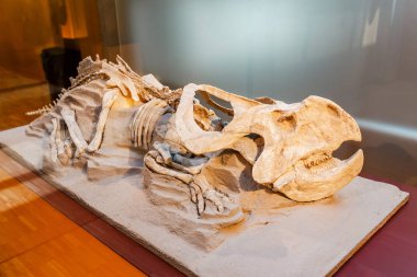 Triceratops fossiled dinazor iskeleti