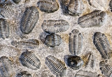 Taşta fosil trilobit izi, paleontoloji kavramı
