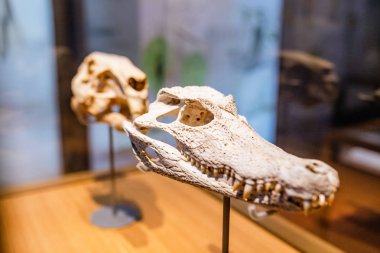 Timsah kafatasının Müzesi'nde