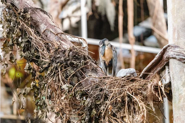 Amazon Vogel Een Nest — Stockfoto
