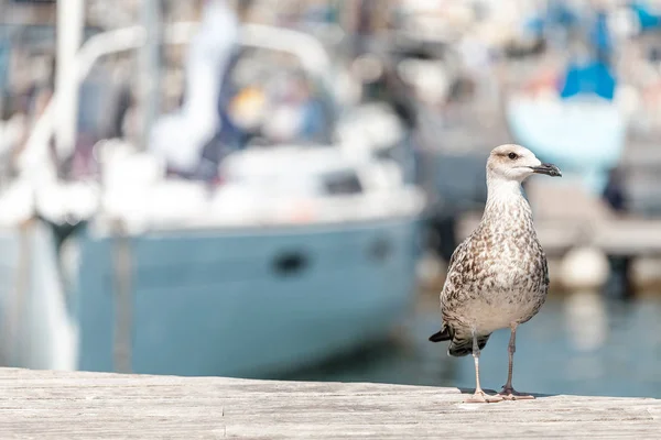 Seagull in a sea port