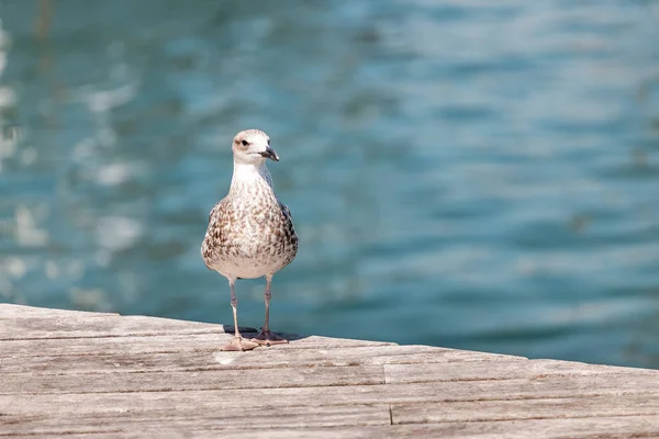 Seagull in a sea port