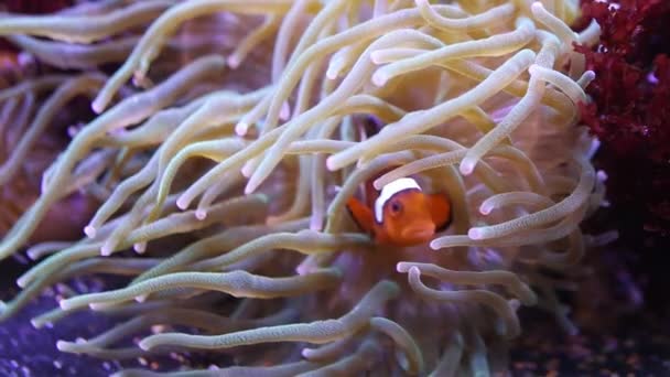 Tropikalne Clownfish Ukrywanie Anemon Akwarium — Wideo stockowe