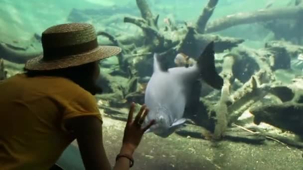 Donna Felice Acquario Guardare Pesci — Video Stock