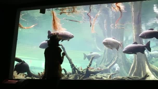 Happy Woman Aquarium Watching Fish — Stock Video