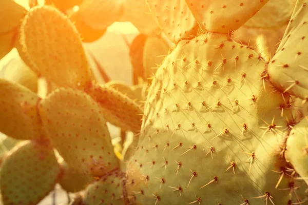 Fechar Plantas Cacto Deserto Tempo Quente Conceito Clima — Fotografia de Stock