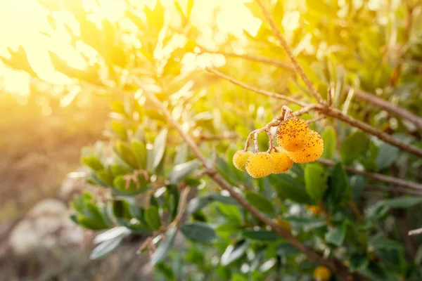 Arbusto Morango Arbutus Com Sunflare — Fotografia de Stock