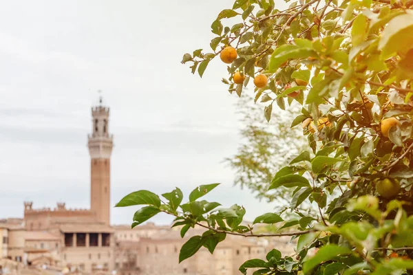 Місто Сієна Середньовічне Місто Італії Основні Подорожі Landmark Тоскані — стокове фото