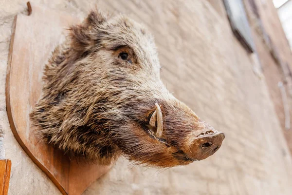 Tête Sanglier Sauvage Comme Trophée — Photo