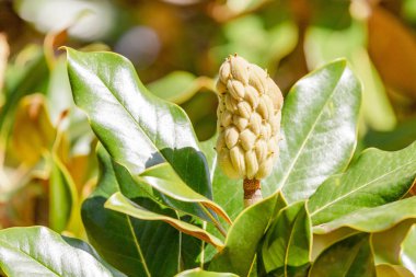Manolya olgun meyve ve yaprakları