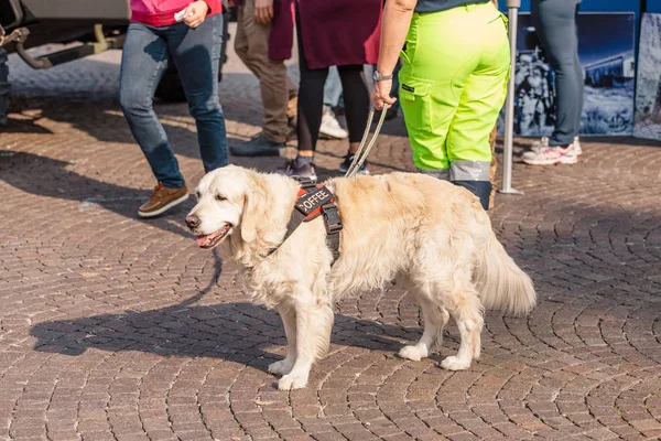 Oktober 2018 Verona Italien Service Hund Och Cynological Rädda Hund — Stockfoto