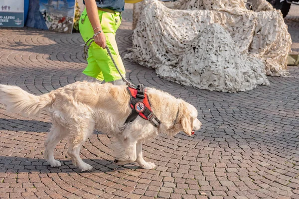 Октября 2018 Верона Италия Служебная Собака Кинологическая Собака Спасатель Открытой — стоковое фото