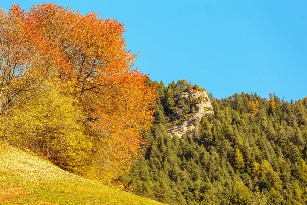 Sonbahar Mevsiminde Güzel Dağ Orman — Stok fotoğraf