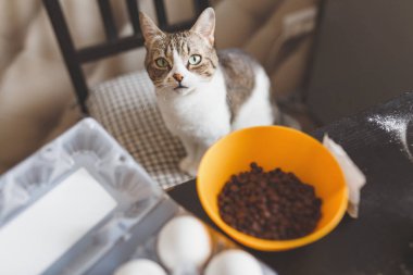 bir kase içinde kedi gıda