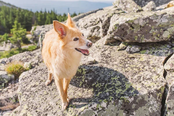 Hund Som Vandring Skogen — Stockfoto