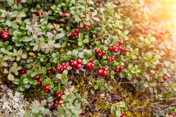 Cowberry Vermelho Maduro Cranberries Cresce Natureza Selvagem — Fotografia de Stock