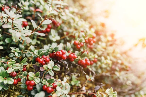 Cowberry Vermelho Maduro Cranberries Cresce Natureza Selvagem — Fotografia de Stock