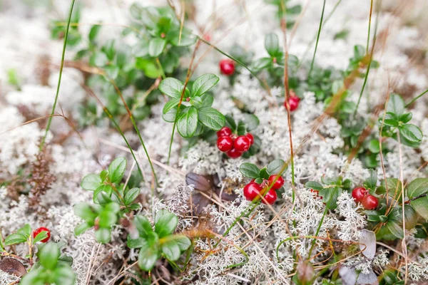 Olgun kırmızı yabanmersini ve kızılcık vahşi doğada yetişir