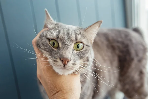 Szczęśliwy Kot Szary Głaskać Przez Rękę — Zdjęcie stockowe