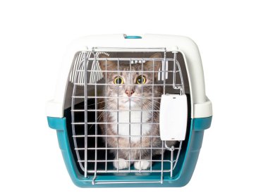 Şirin kayıp Gri kedi üzerinde beyaz izole bir plastik kafes evde beslenen hayvan taşıyıcı oturuyor. Seyahat Ulaştırma, hayvan hastalıklarıyla ilgili klinik ve evde beslenen hayvan kaygı kavramı