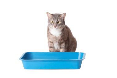 Beyaz izole kedi tuvalet. Evcil hayvan hijyen ve sanitasyon concep