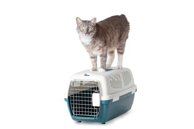 Beyaz arka plan üzerinde izole kedi ve kafes evde beslenen hayvan taşıyıcı