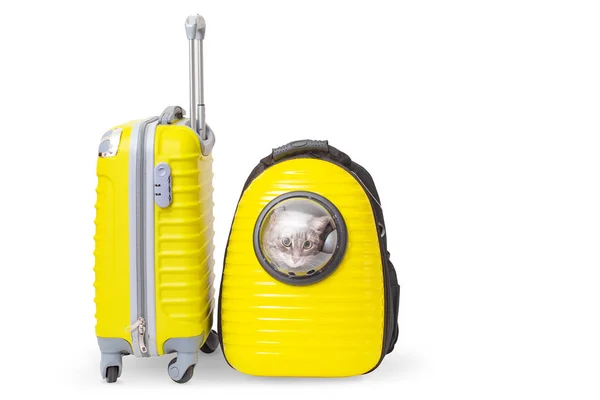 Chat dans le porte-sac à côté de la valise jaune prêt à voyager — Photo