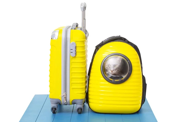 Katze im Rucksackträger neben gelbem Koffer reisefertig — Stockfoto