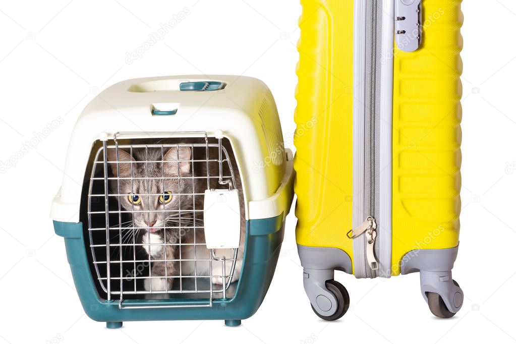 Cat in carrier next to yellow suitcase ready to travel isolated 