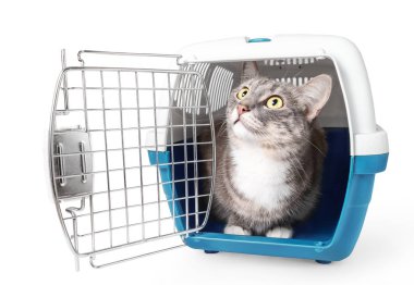 Şirin kayıp Gri kedi üzerinde beyaz izole bir plastik kafes evde beslenen hayvan taşıyıcı oturuyor. Seyahat Ulaştırma, hayvan hastalıklarıyla ilgili klinik ve evde beslenen hayvan kaygı kavramı