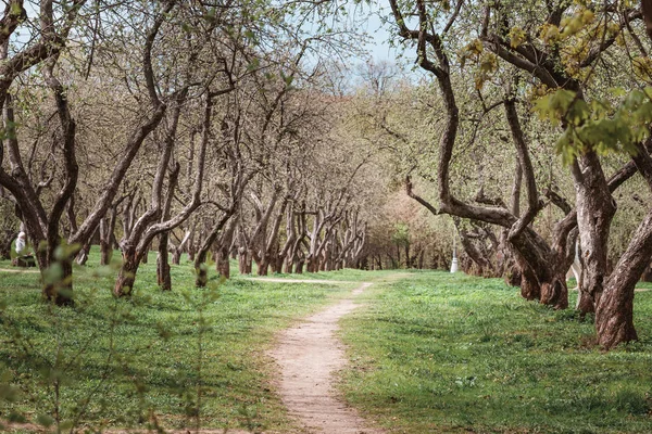 Ağaçlarla parka giden bir yürüyüş yolu — Stok fotoğraf
