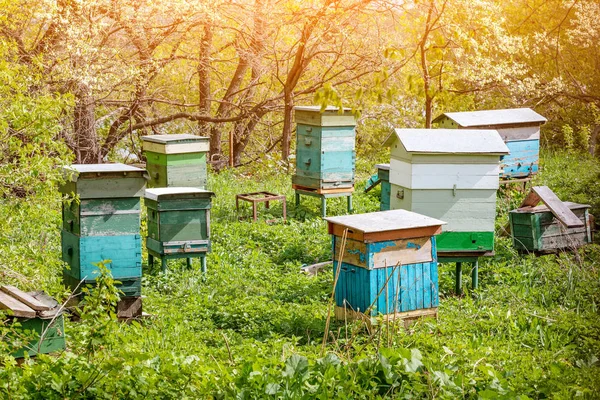 Urticaria en un colmenar en un jardín de primavera. Concepto de negocio miel —  Fotos de Stock