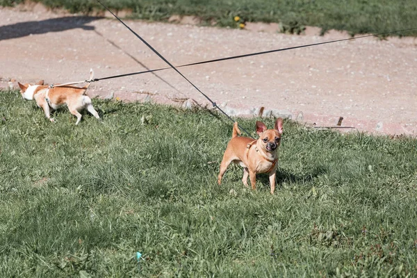 Två små hundar som leker tillsammans i parken — Stockfoto