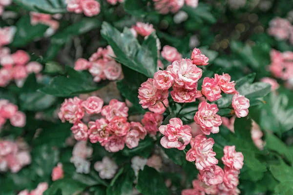 Pauls Árbol escarlata en flor —  Fotos de Stock