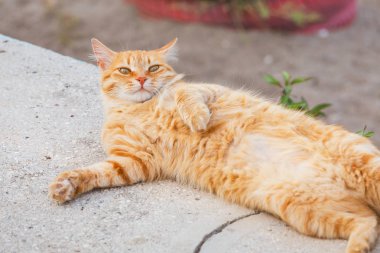 Stray Ginger cat bellyful sleeping outdoors clipart