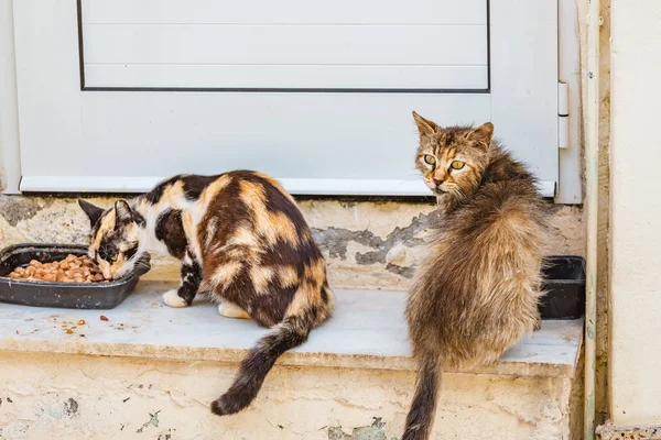 hungry homeless cats spread disease. The concept of care and sterilization of urban animals