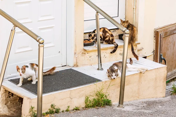 hungry homeless cats spread disease. The concept of care and sterilization of urban animals