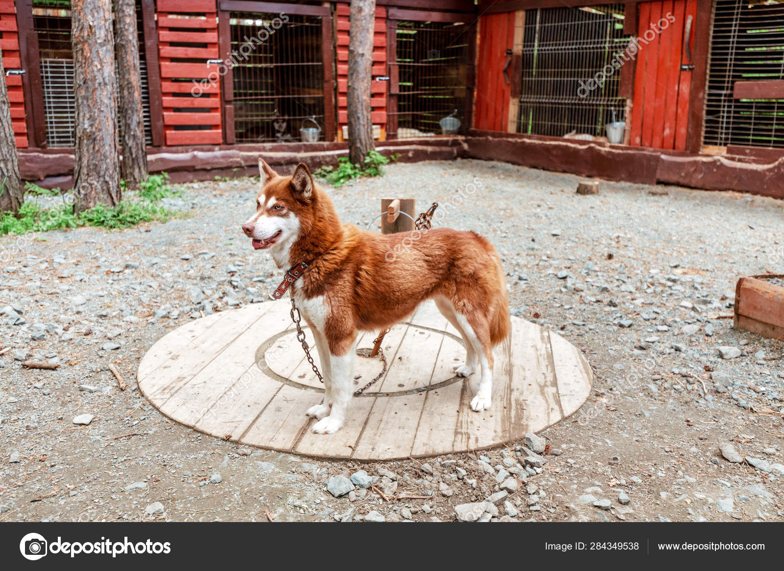 husky dog shelter
