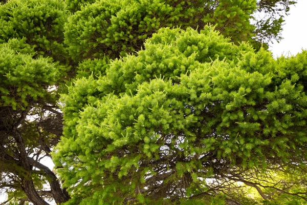 Paesaggio con un grande larice insolito a radura di foresta, concetto di Natura — Foto Stock