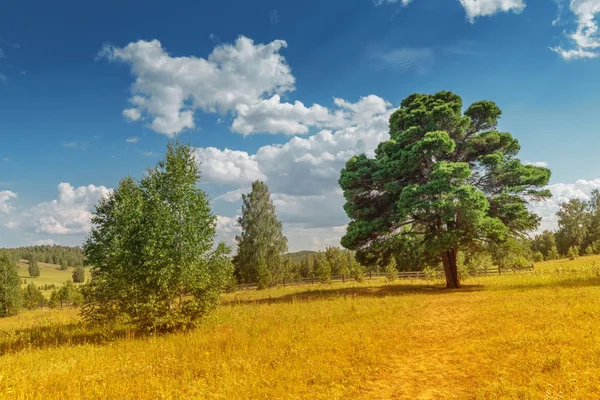Landskap med en stor ovanlig lärk vid skogsröjning, natur koncept — Stockfoto