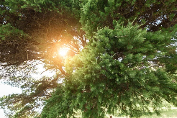 숲 청소, 자연 개념에서 큰 특이한 낙엽송과 풍경 — 스톡 사진