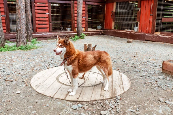 Röd Husky hund på koppel i en kennel skydd — Stockfoto