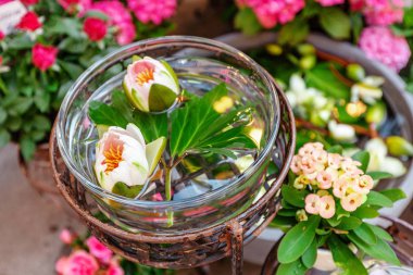 Satılık açık çiçek pazarı nilüferler