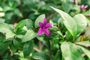 Botanik bahçesinde Pseuderanthemum laxiflorum