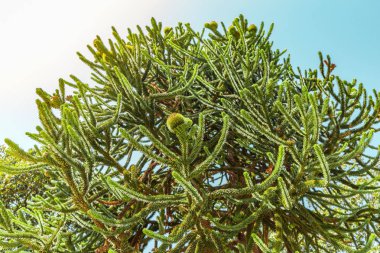 Alışılmadık ve tehlikeli Maymun kuyruk Ağacı veya araucaria araucana closeup