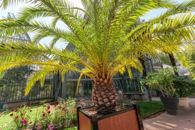 24 Temmuz 2019, Lyon, Fransa: Lyon botanik bahçesisera portakalı