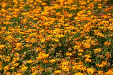 Botanik bahçesinde renkli Cosmos bipinnatus çiçek alanı