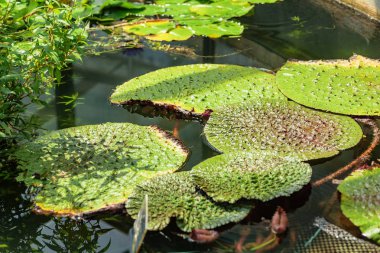 Botanik bahçesinde Nymphaea micrantha su Lily