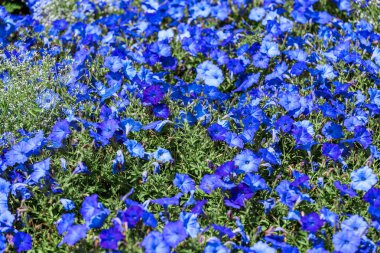 Botanik bahçesinde mavi petunya çiçek yatağı
